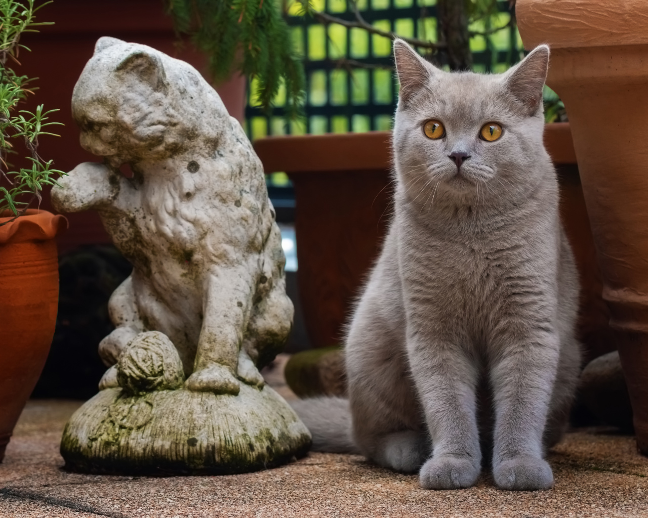 Серый британский кот сидит у статуэтки кота