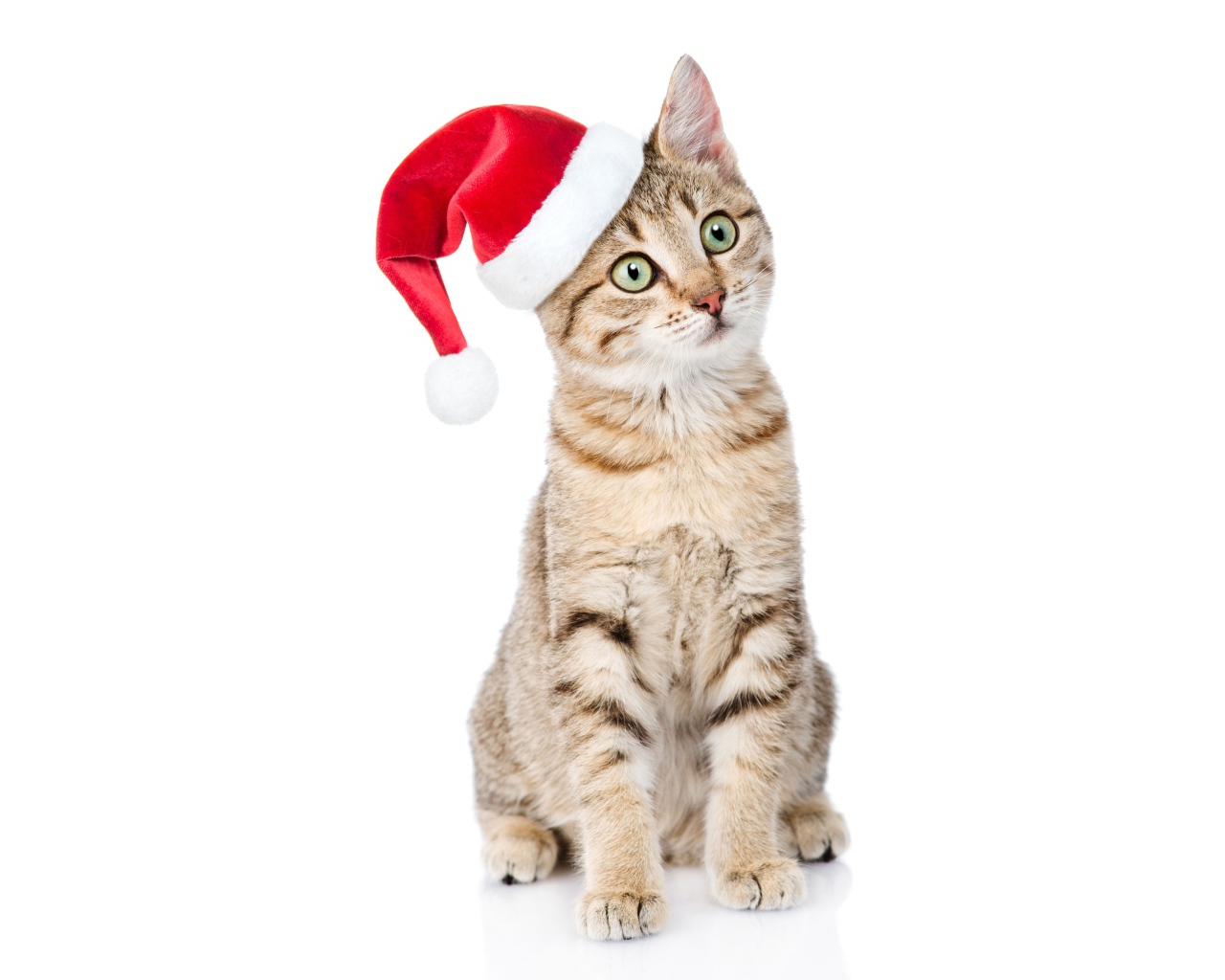 Серый кот в колпаке Санта Клауса на белом фоне