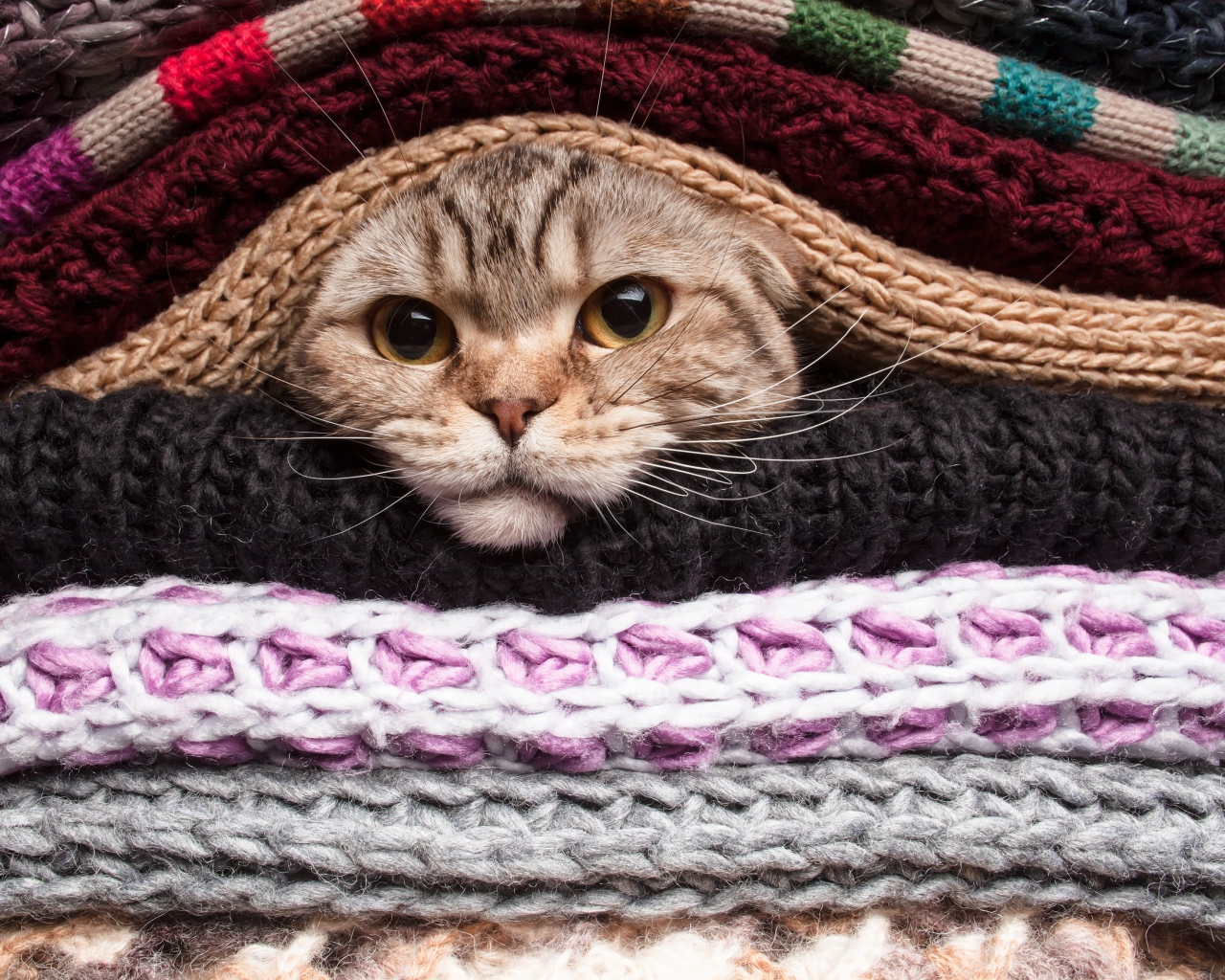 Серый кот согревается в одеялах 