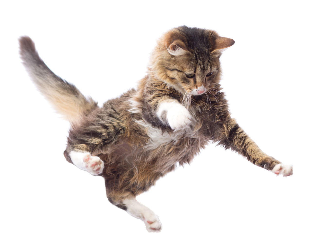 Прыжок серого кота на белом фоне
