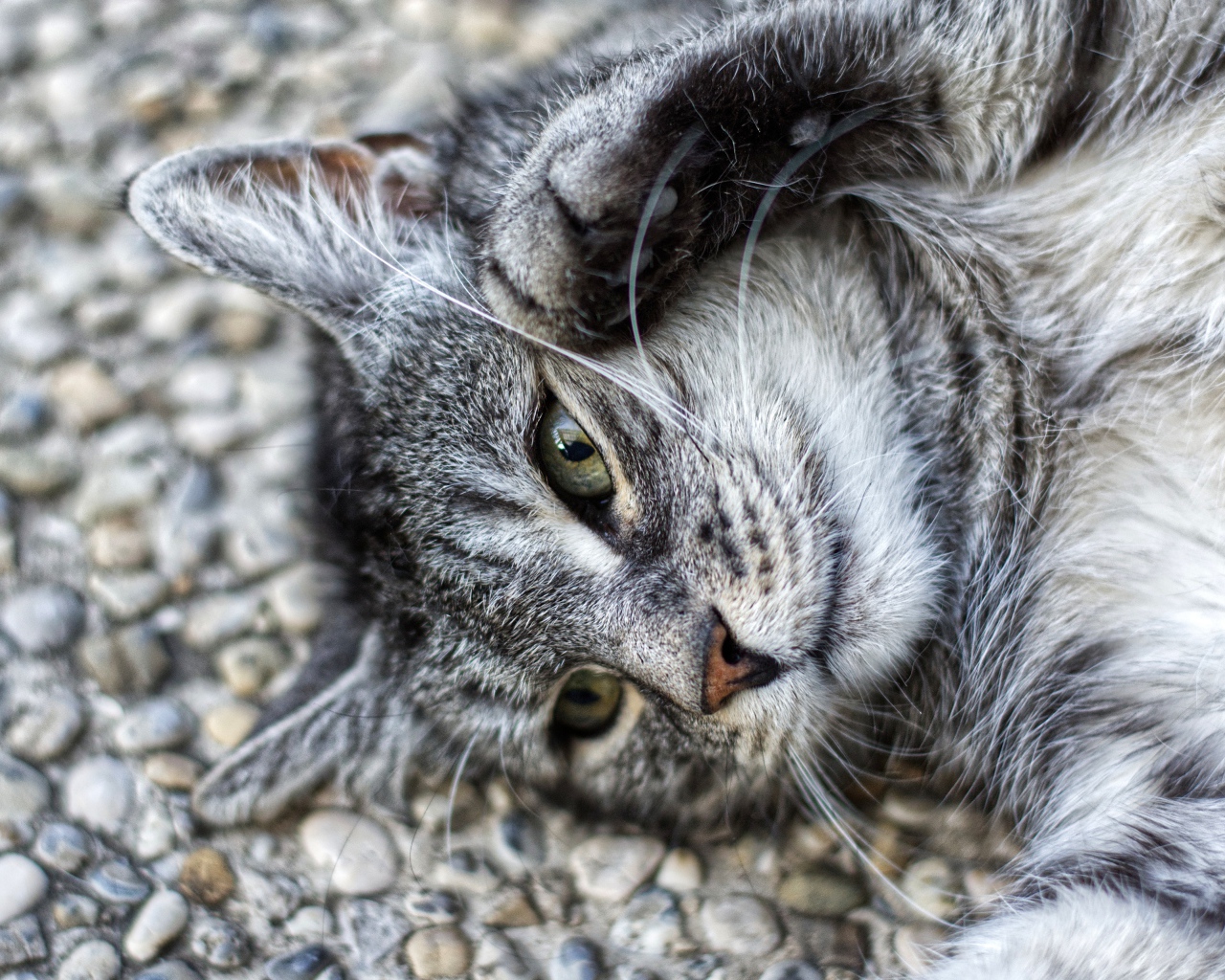Серый кот лежит на асфальте лапами вверх