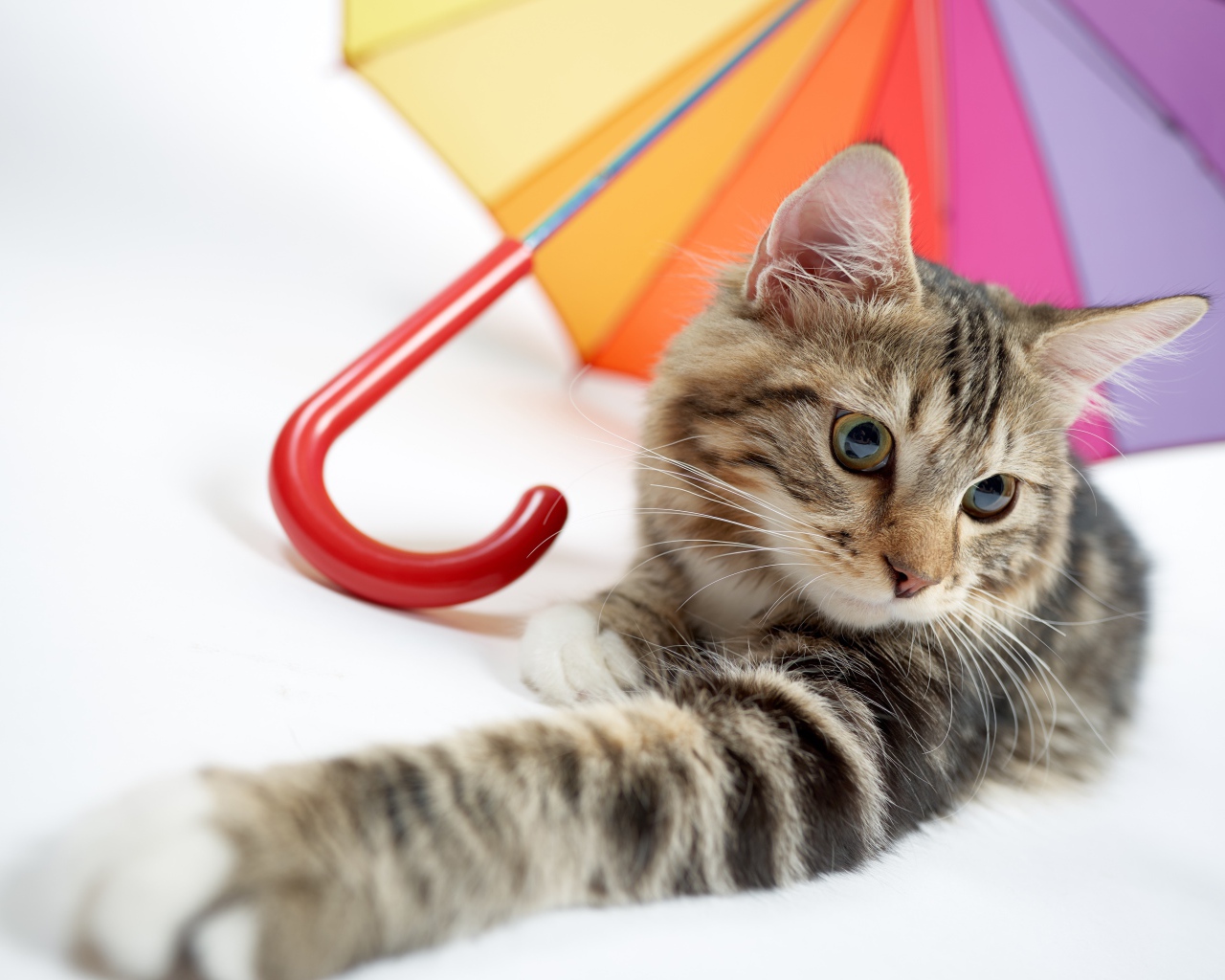 Серый кот лежит под разноцветным зонтом