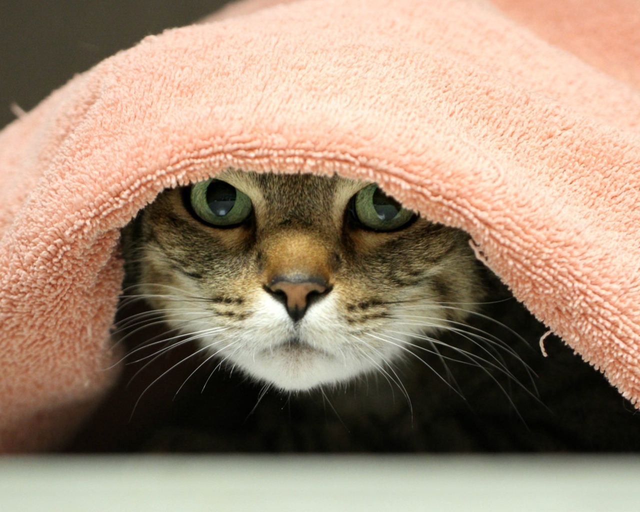 Серый кот лежит под розовым полотенцем