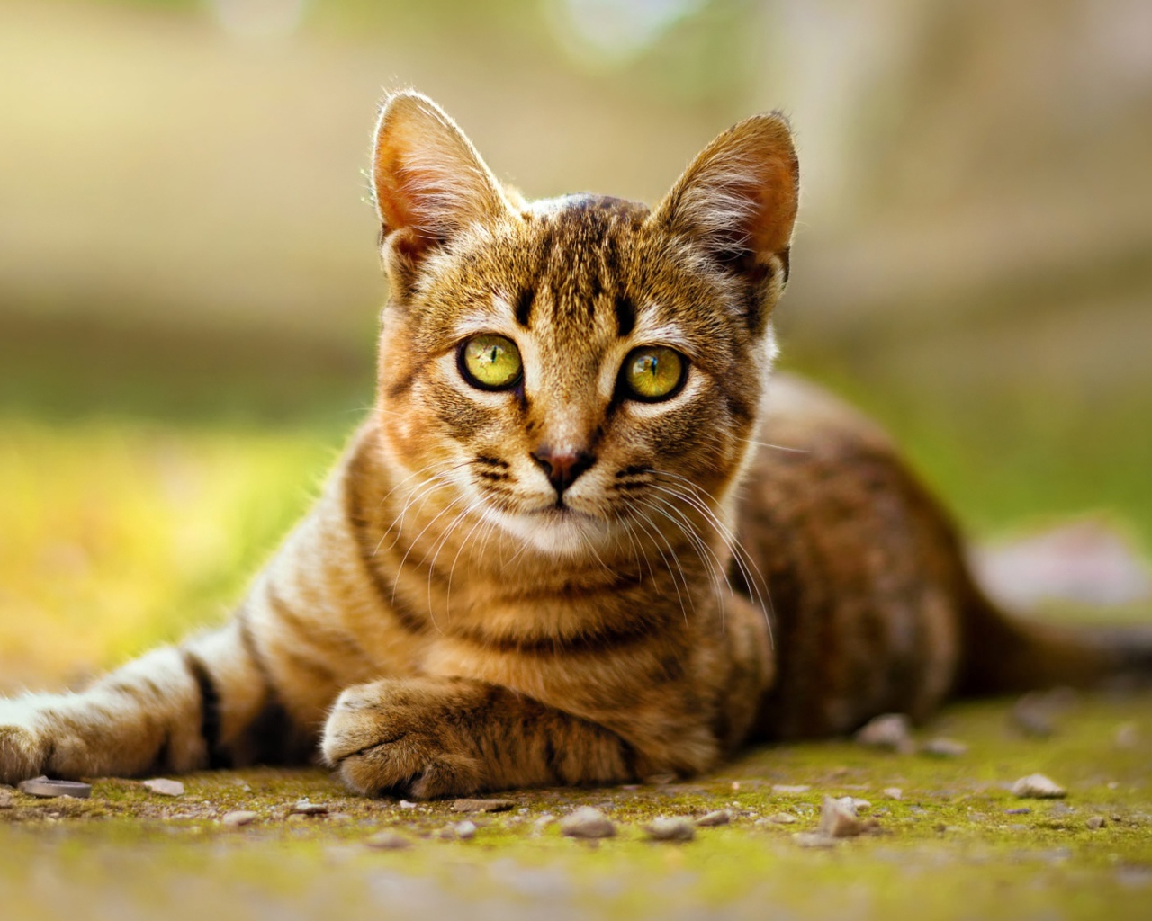 Серый кот лежит на земле