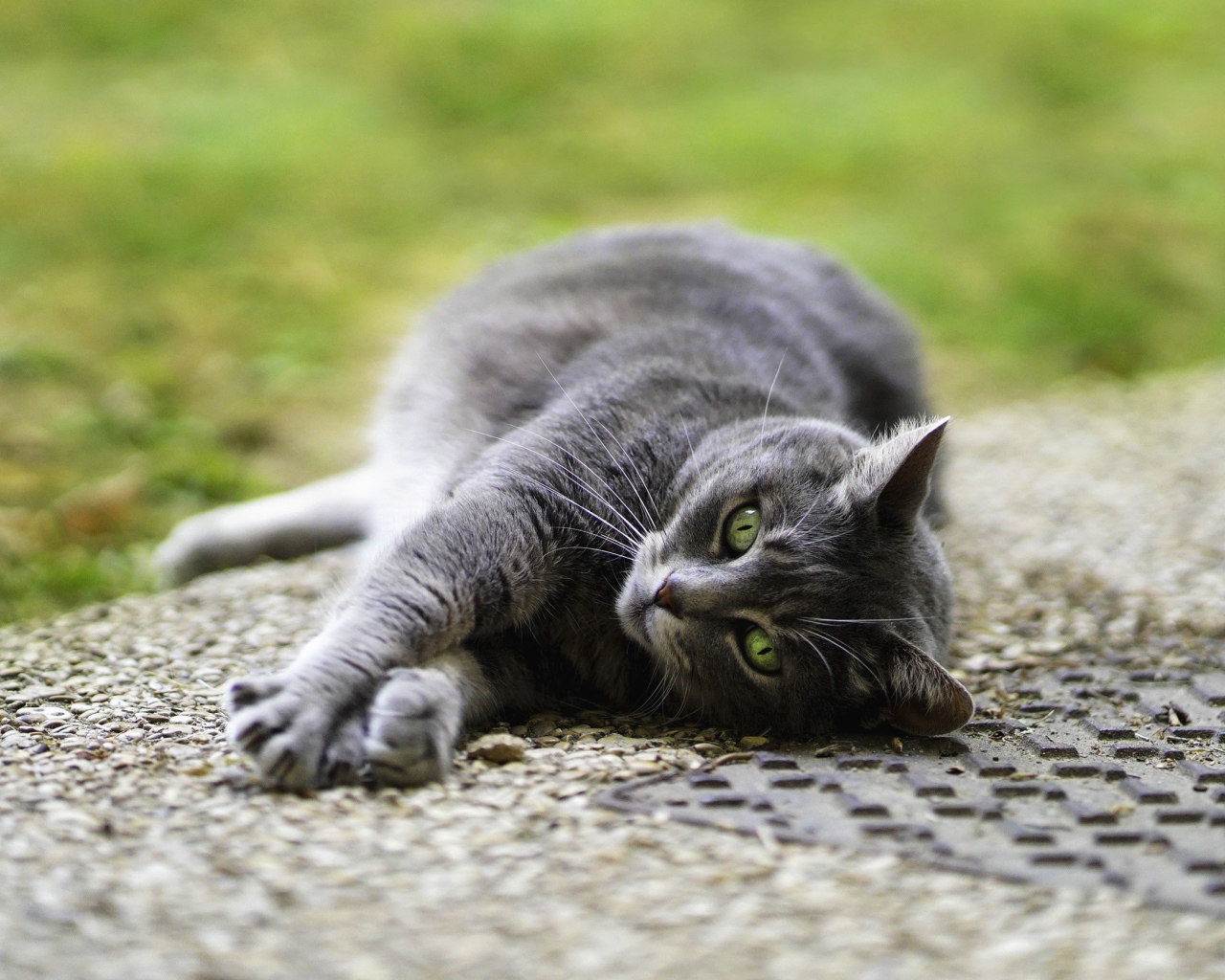 Серый кот лежит на асфальте