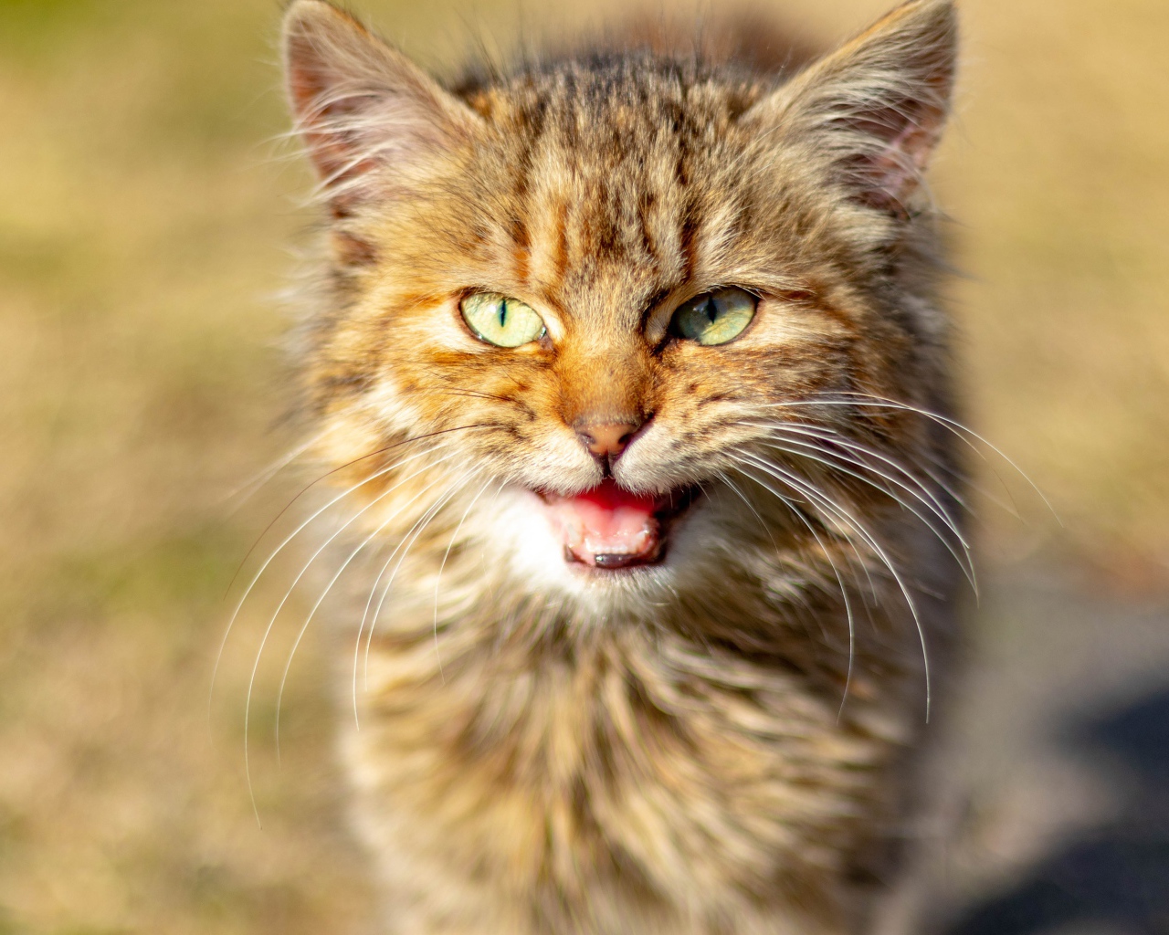 Серый кот мяукает 