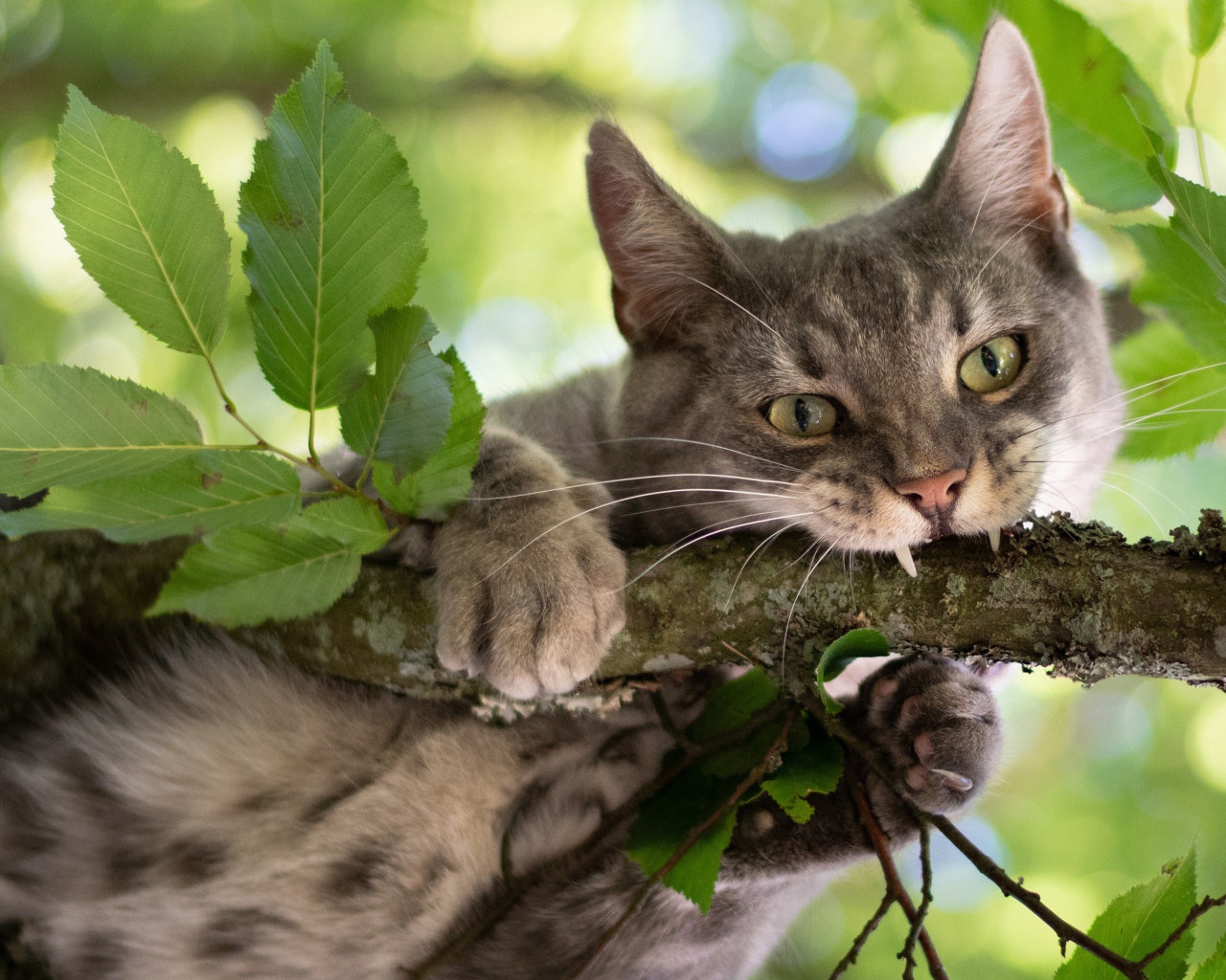 Серый кот грызет ветку 