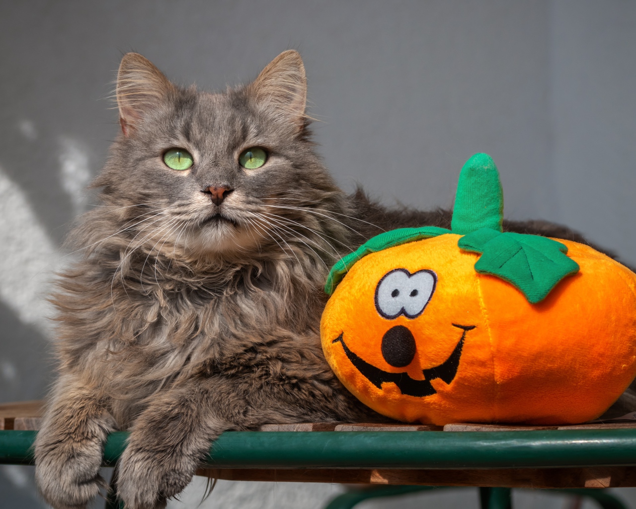 Серый кот на лавке с игрушечной тыквой