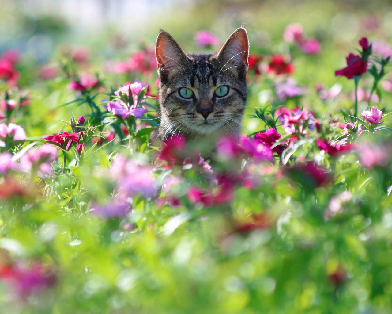 Серый кот с зелеными глазами сидит в цветах 