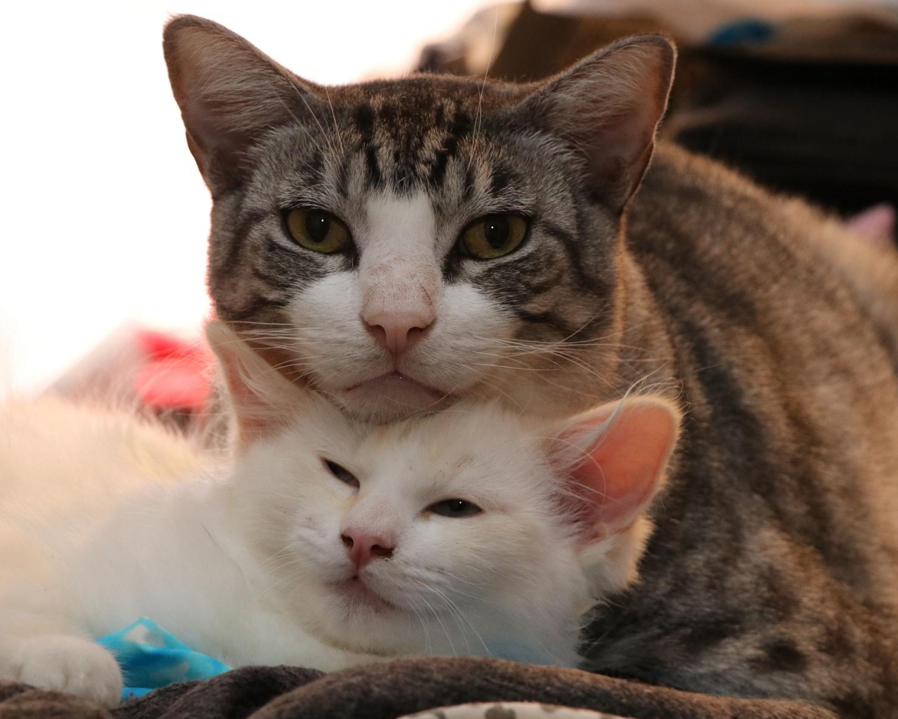 Серая кошка с белым котенком 