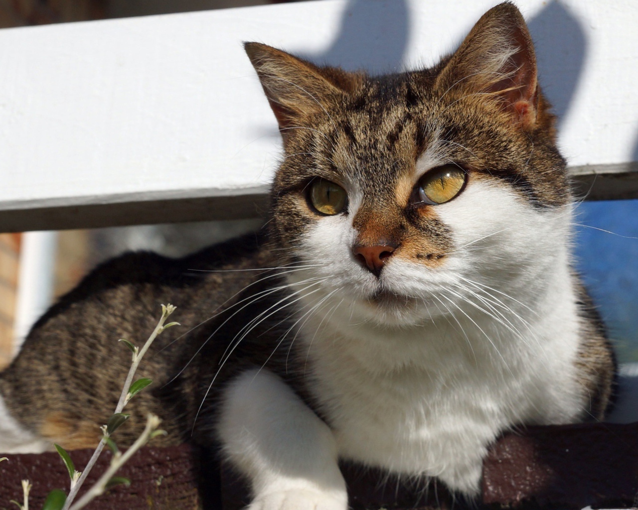 Серый кот с белым лежит на ступенях