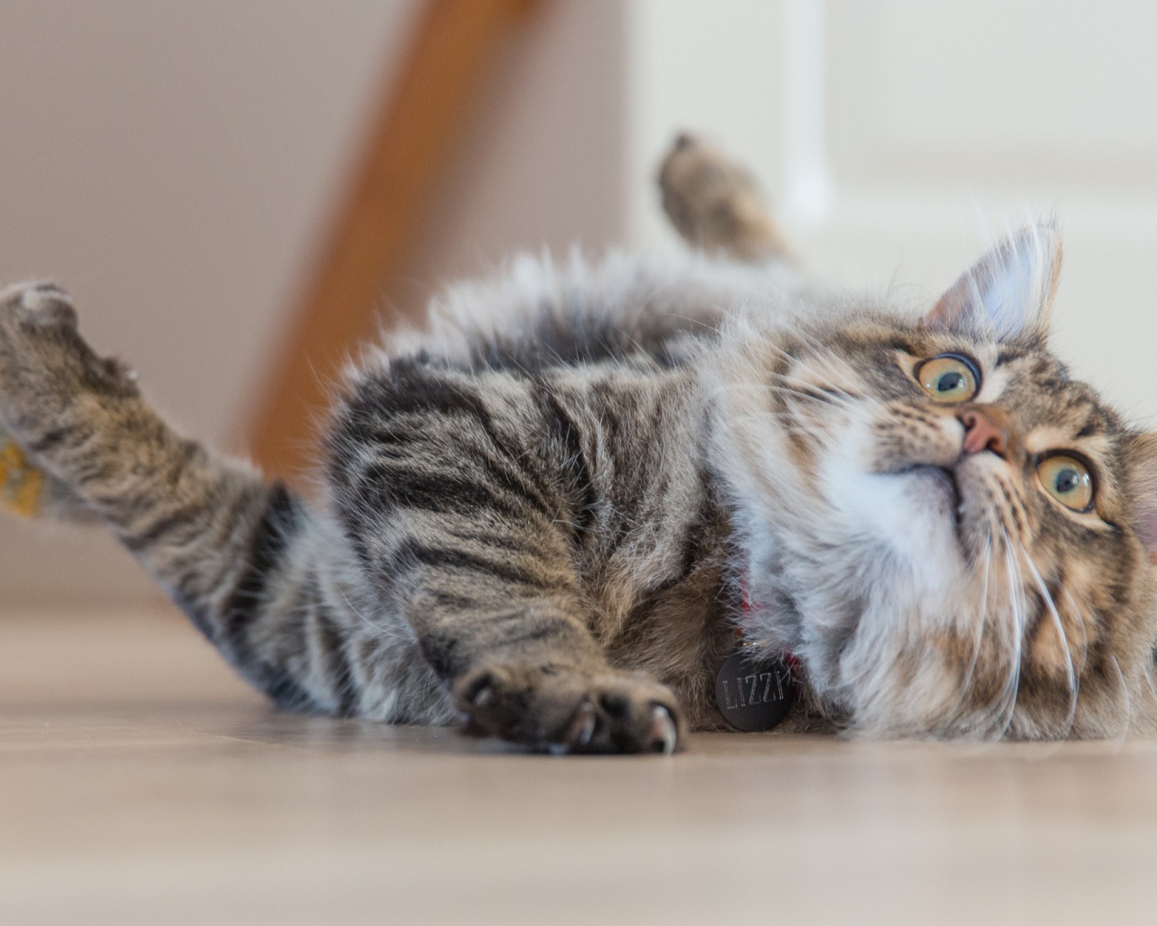 Серая пушистая кошка играет на полу