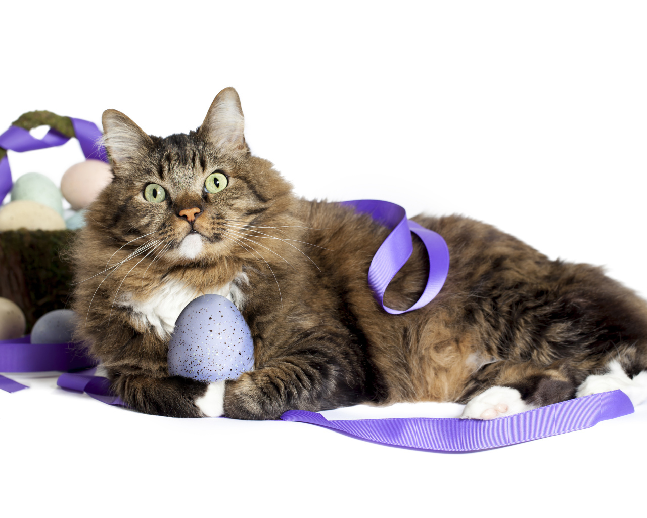 Серый пушистый кот с пасхальными яйцами на белом фоне
