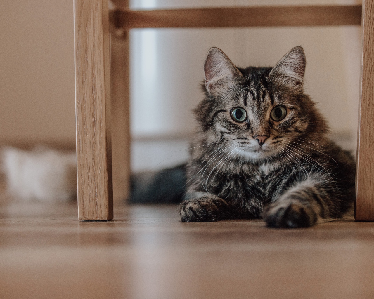 Серый пушистый кот с зелеными глазами лежит под лавкой 