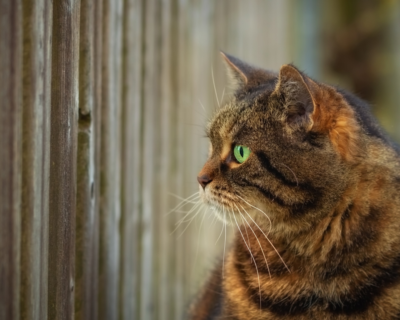 Серый зеленоглазый кот смотрит в забор 