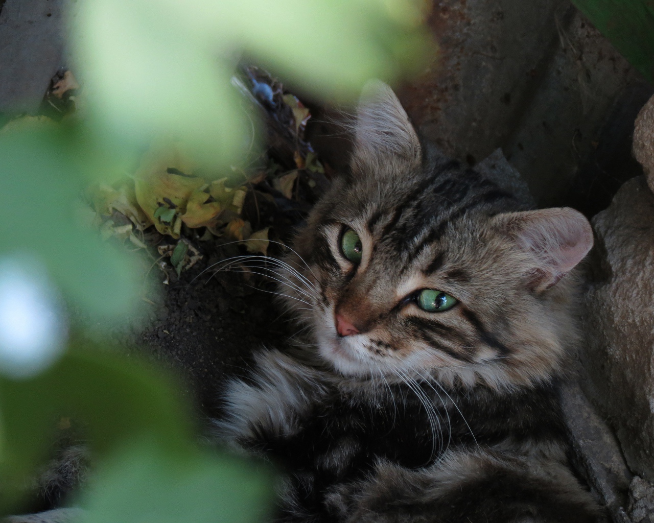 Серый зеленоглазый кот лежит на земле у камня