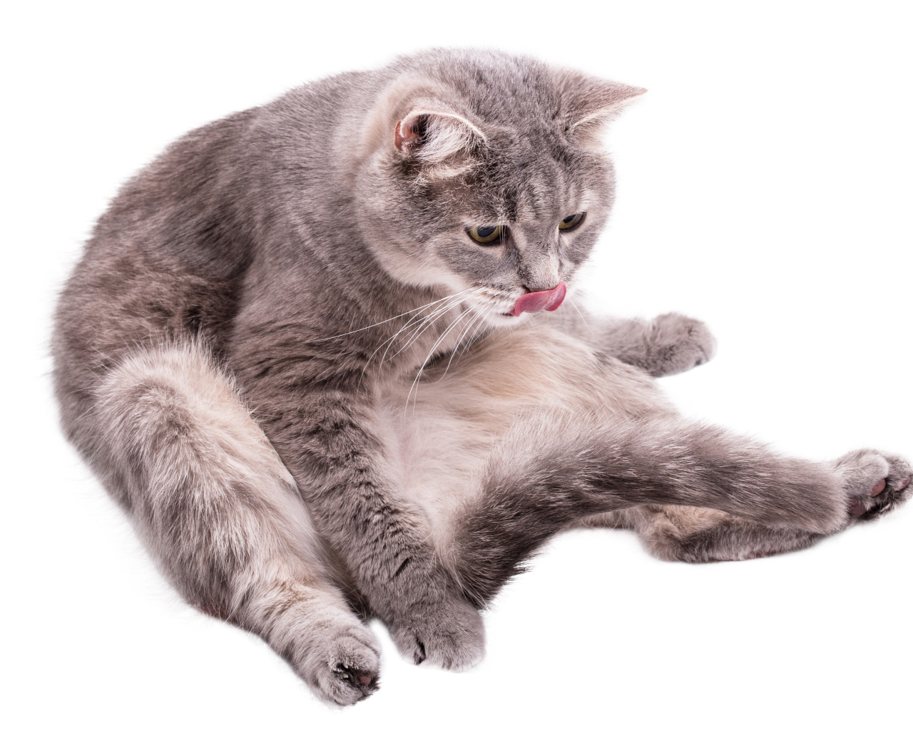 Серый породистый на белом фоне