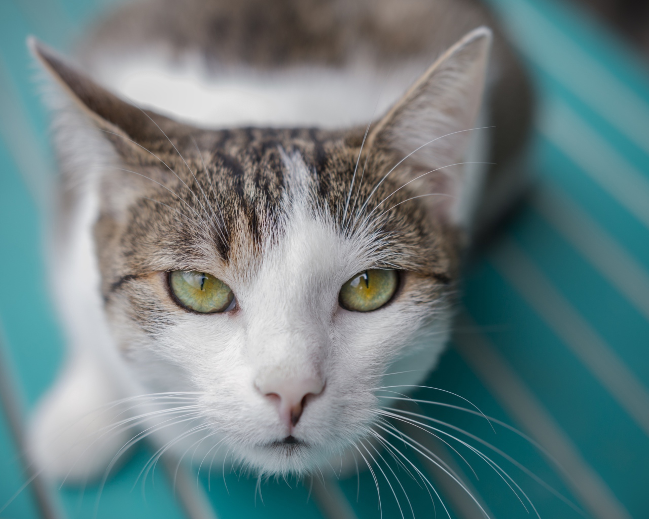 Серый с белым кот морда крупным планом