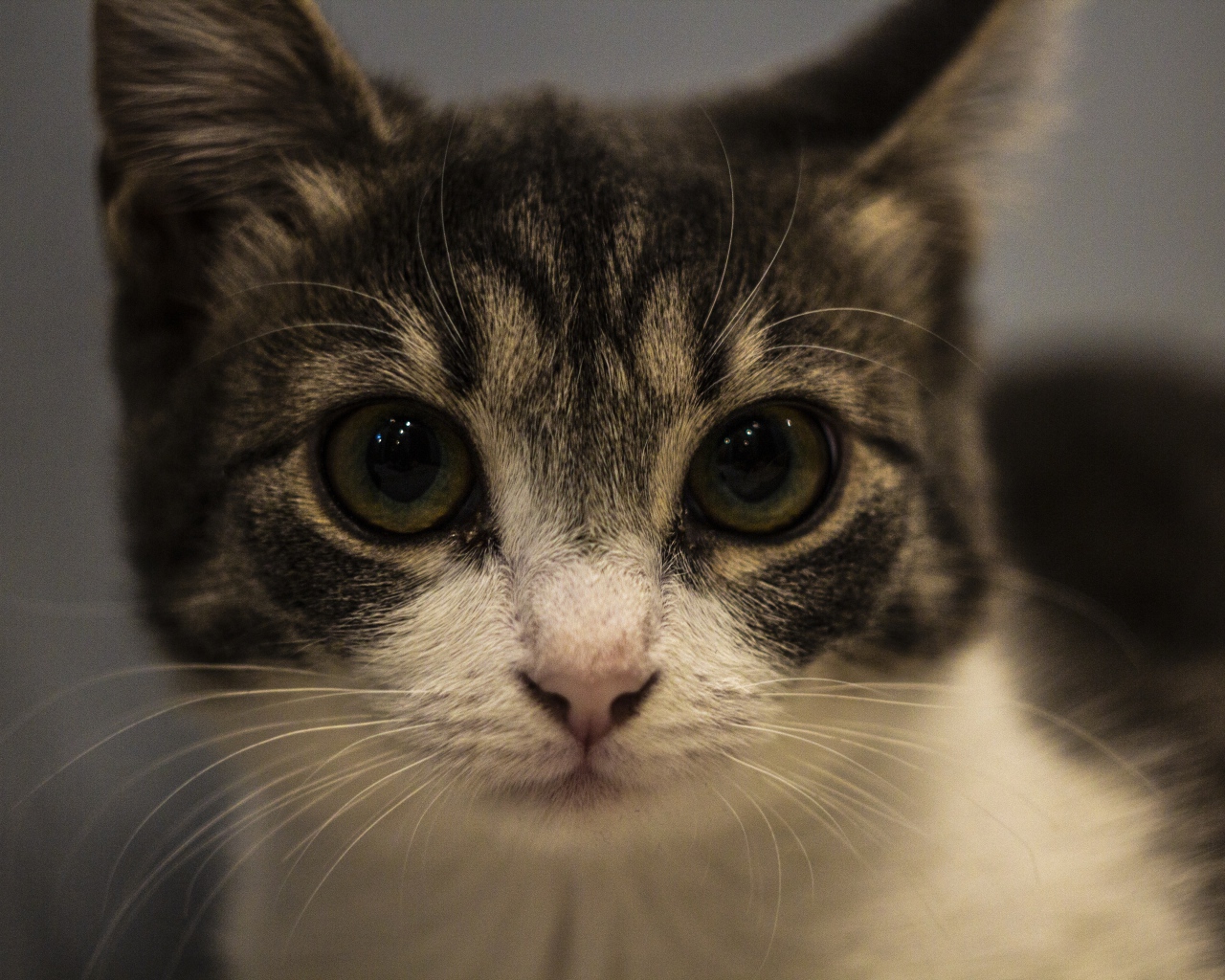 Домашний серый с белым котенок крупным планом