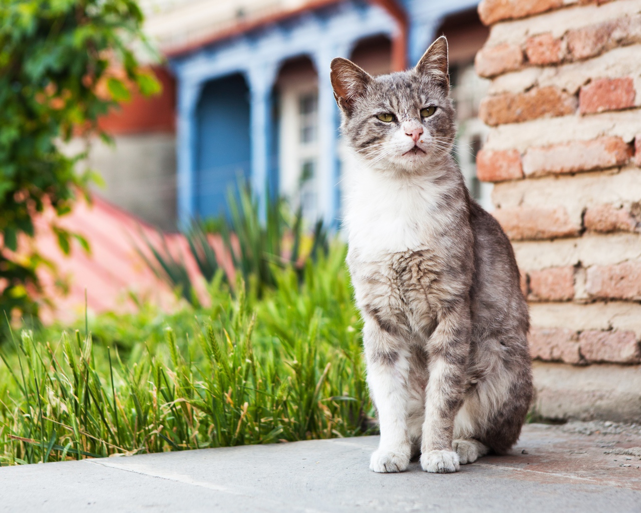 Бездомный серый кот сидит у стены