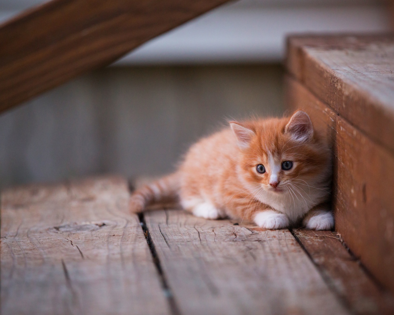 Маленький красивый рыжий котенок на деревянном пороге