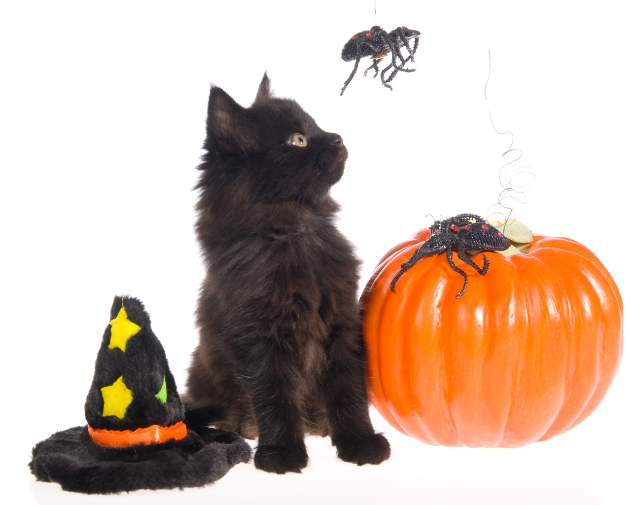 Маленький черный котенок с тыквой на белом фоне