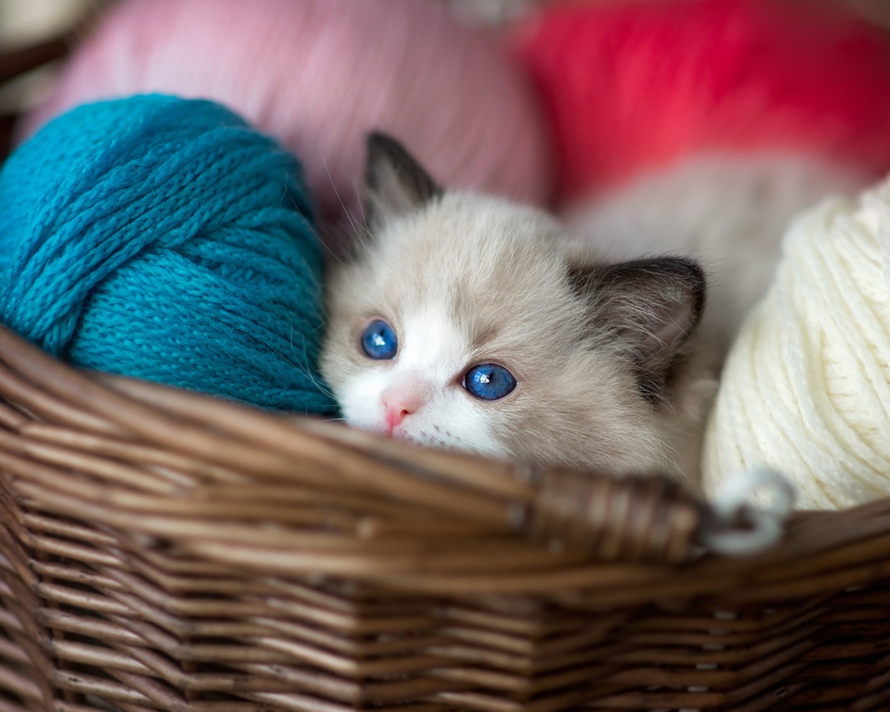 Little blue-eyed kitten in a basket with yarn