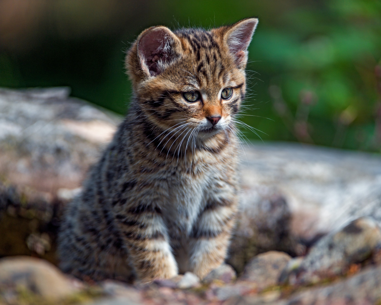 Маленький любопытный серый котенок на сухом дереве