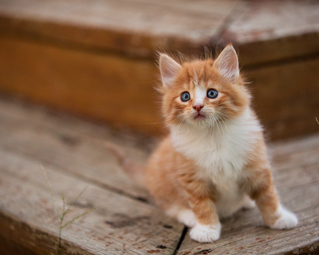 Маленький милый пушистый рыжий голубоглазый котенок