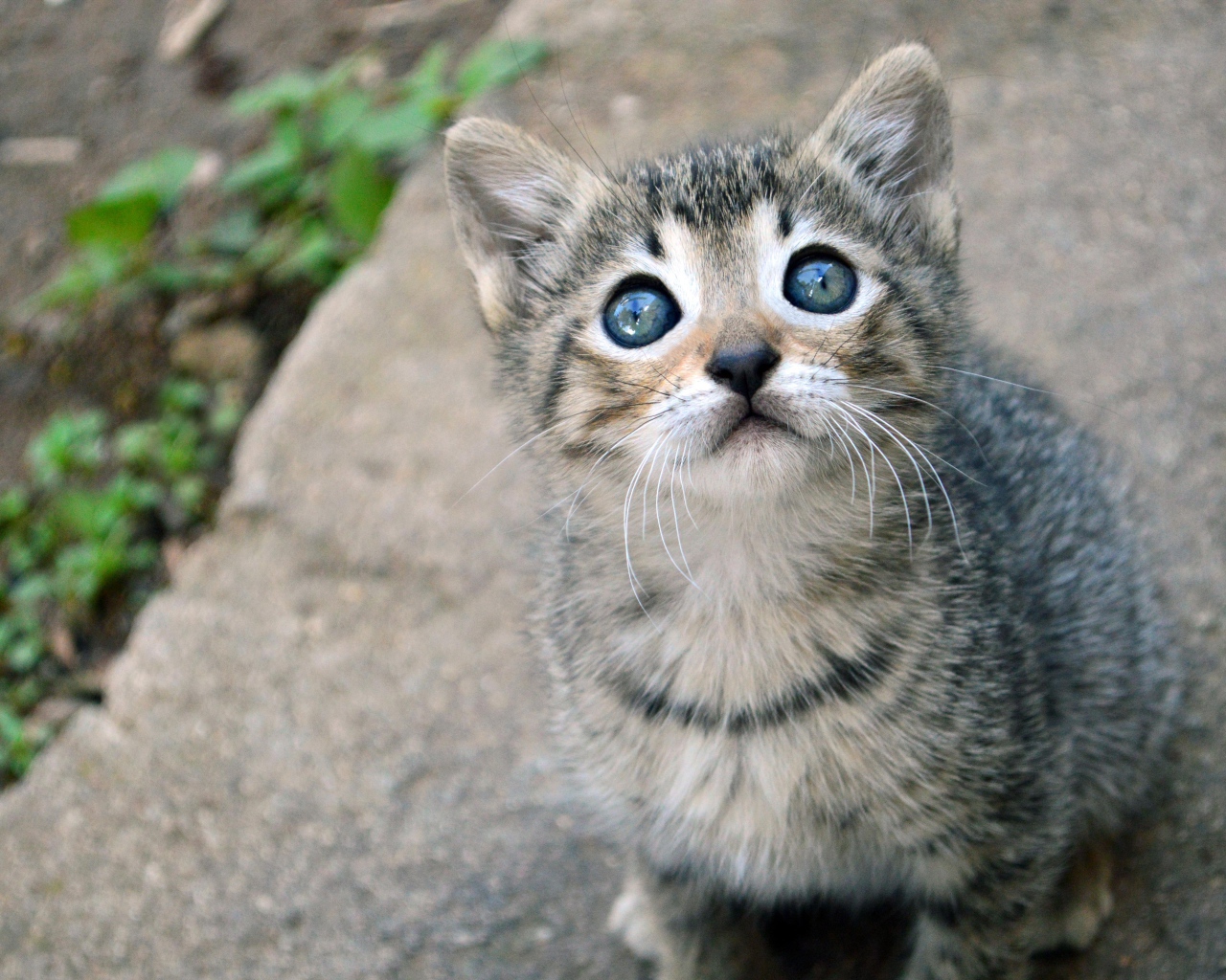 Маленький милый серый котенок смотрит вверх