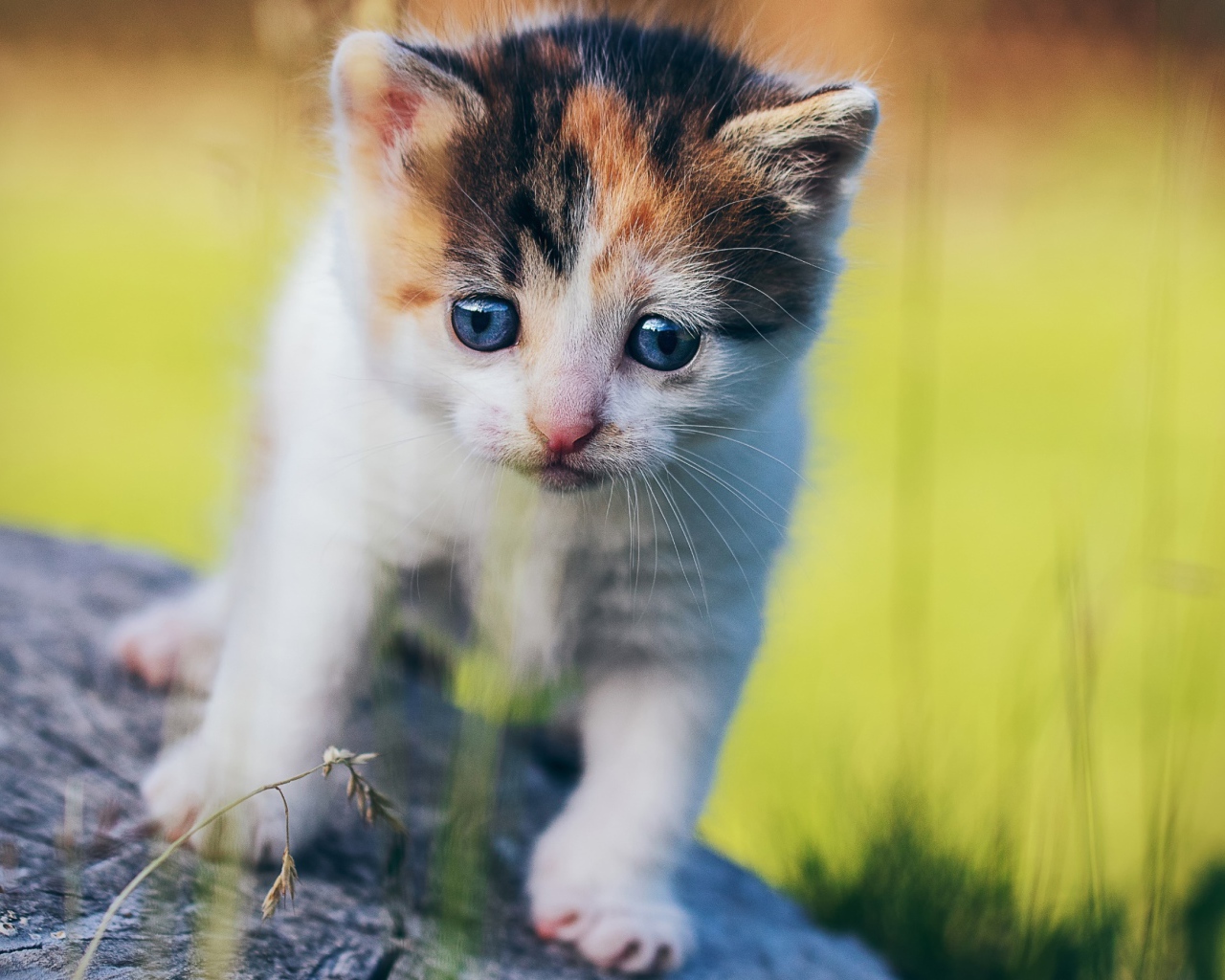 Маленький милый трехцветный котенок на пне