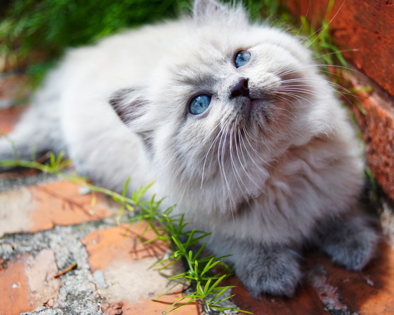 Маленький пушистый котенок с голубыми глазами
