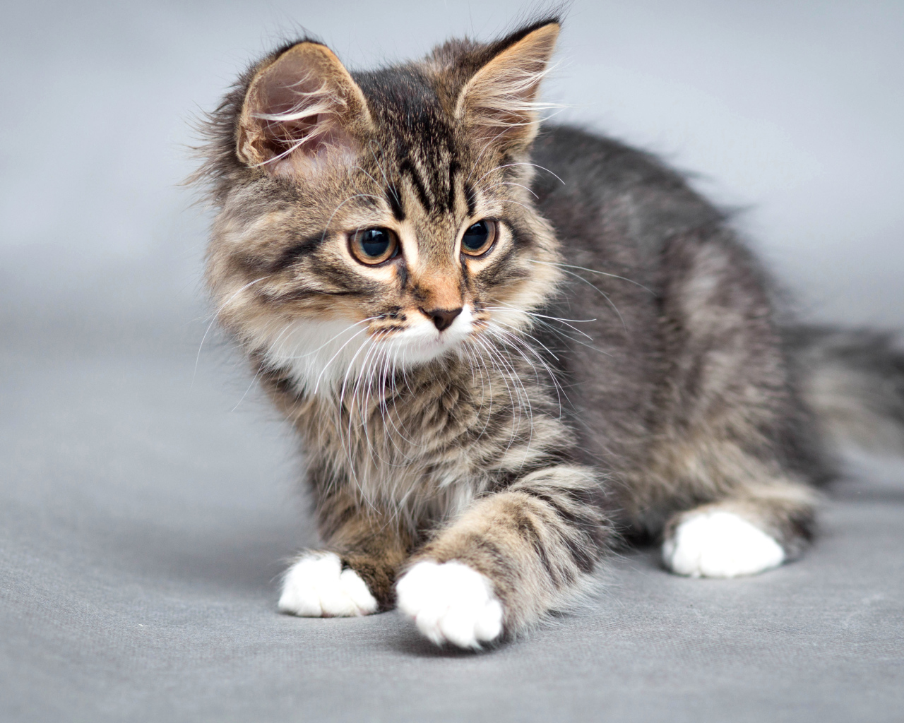 Маленький забавный серый котенок 