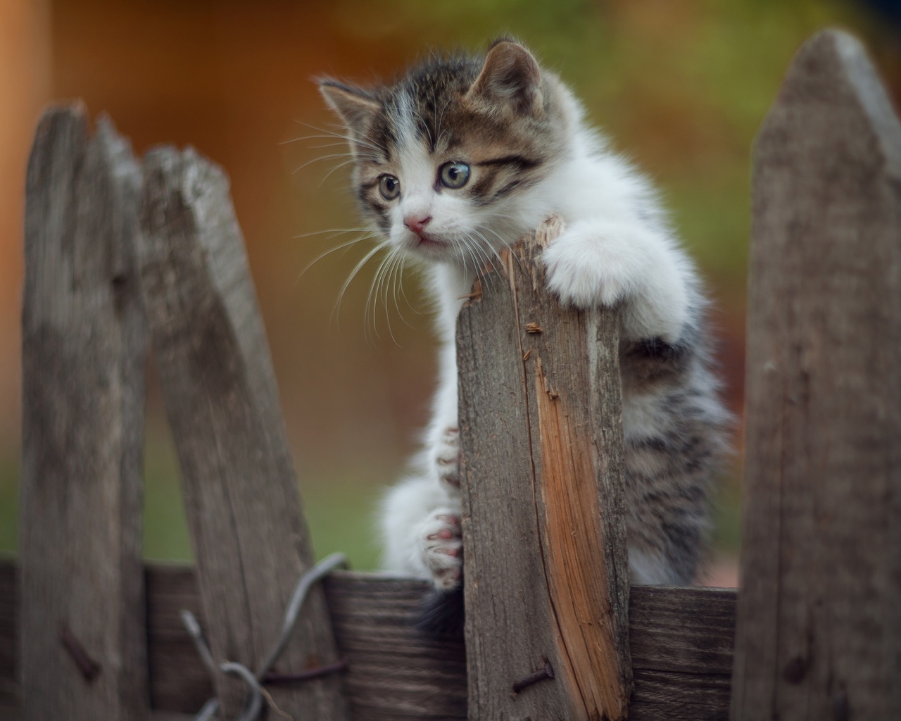 Маленький  забавный котенок на заборе 