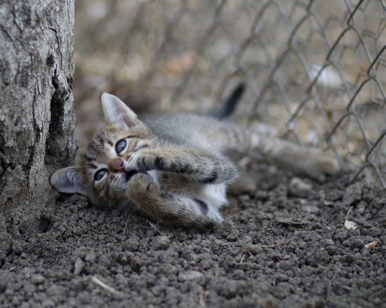 Маленький серый котенок играет у дерева на земле 