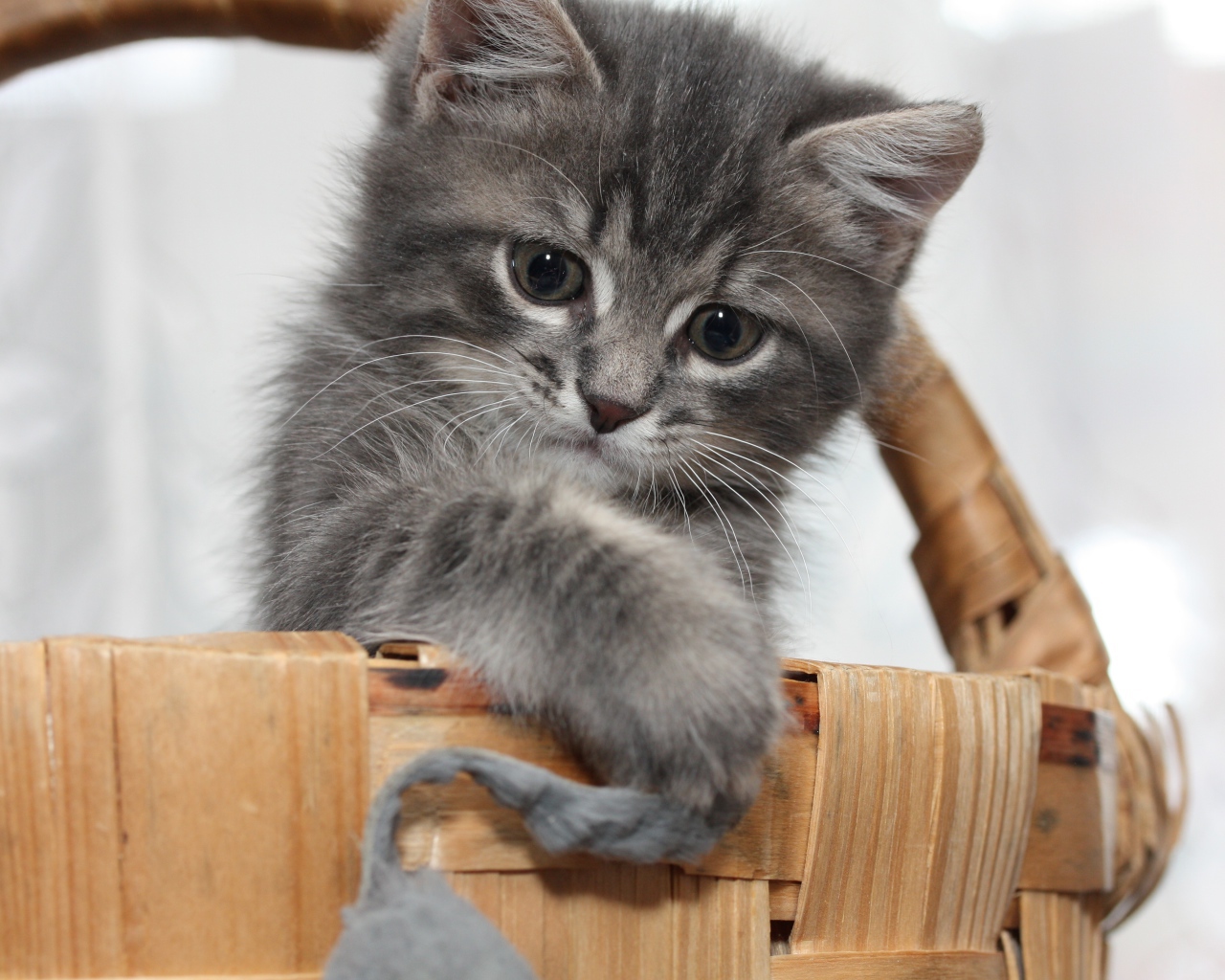 Маленький серый котенок играет в корзине