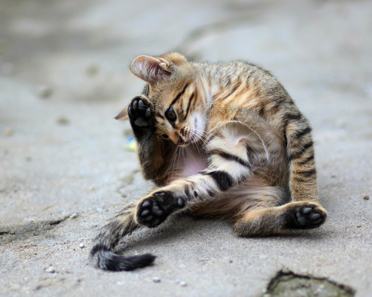 Маленький серый котенок играет на асфальте