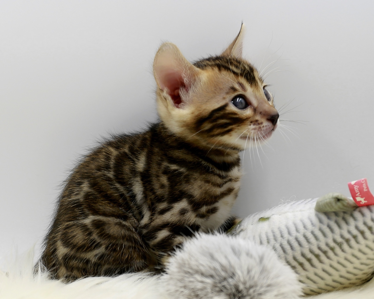 Маленький серый котенок играет с игрушкой 