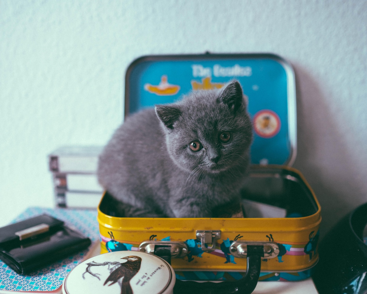 Маленький серый котенок сидит в чемодане