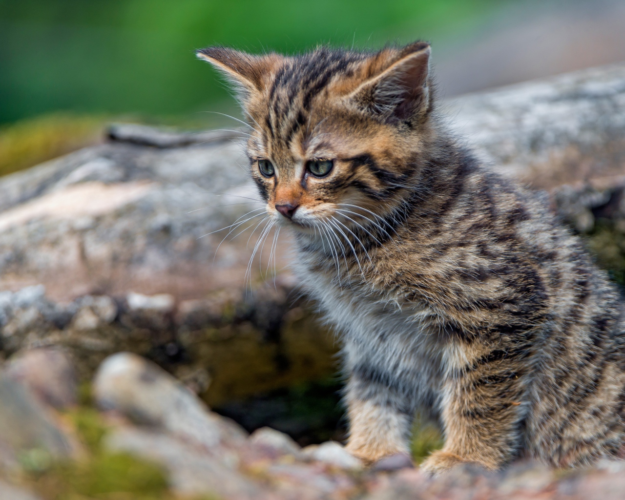 Маленький серый котенок сидит на сухом дереве