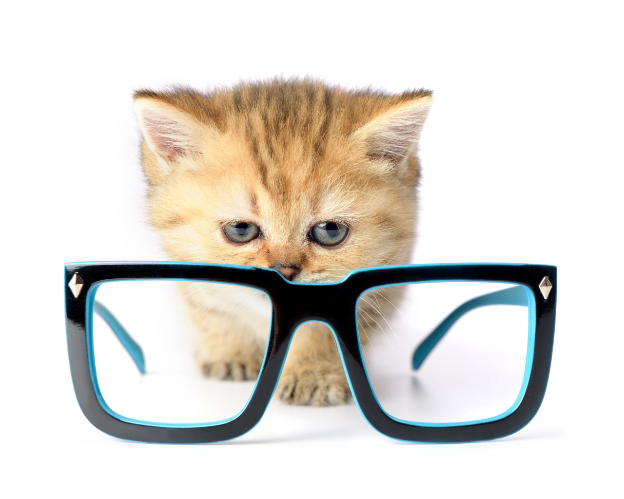 Маленький котенок с очками на белом фоне