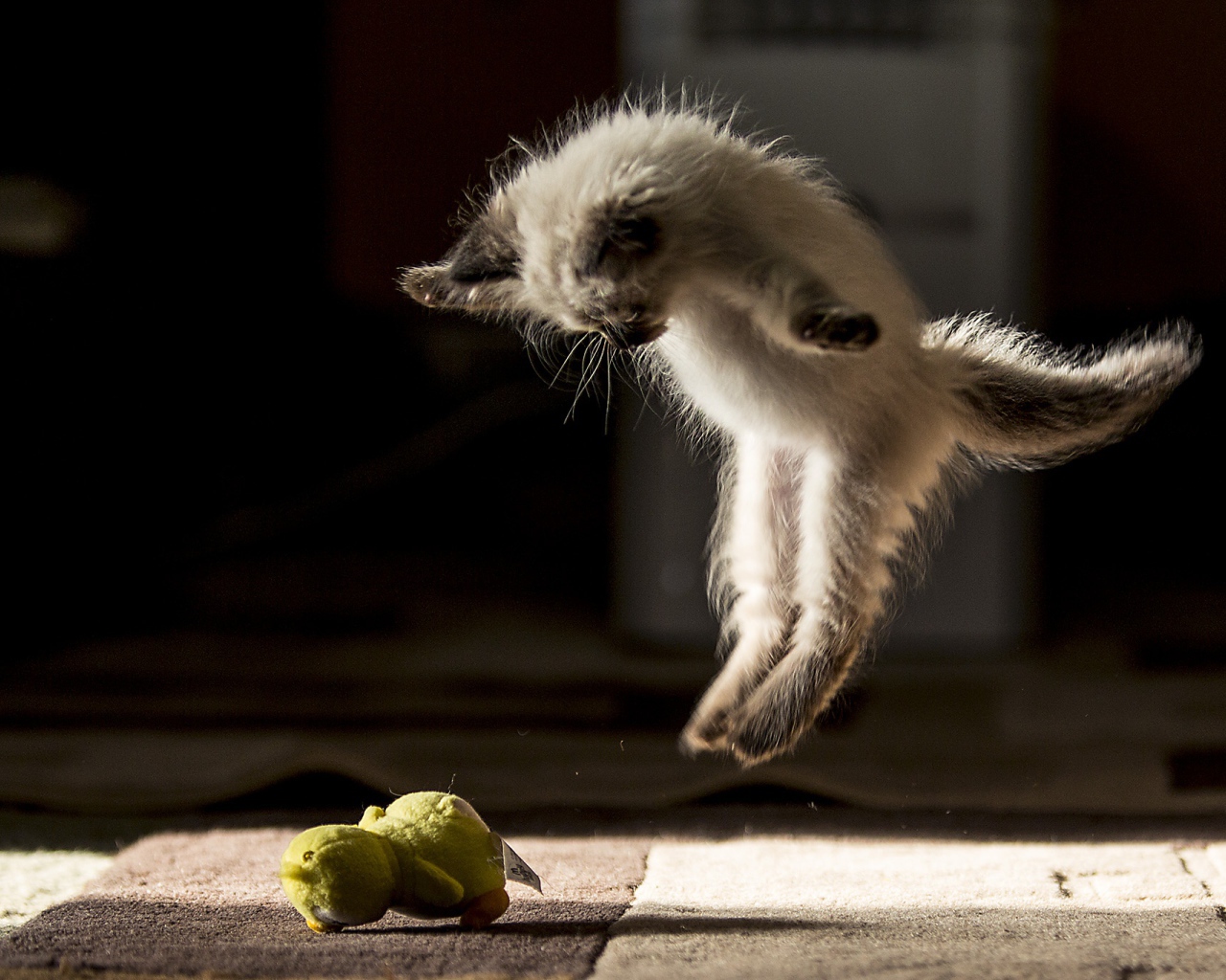 Маленький породистый котенок нападает на игрушку