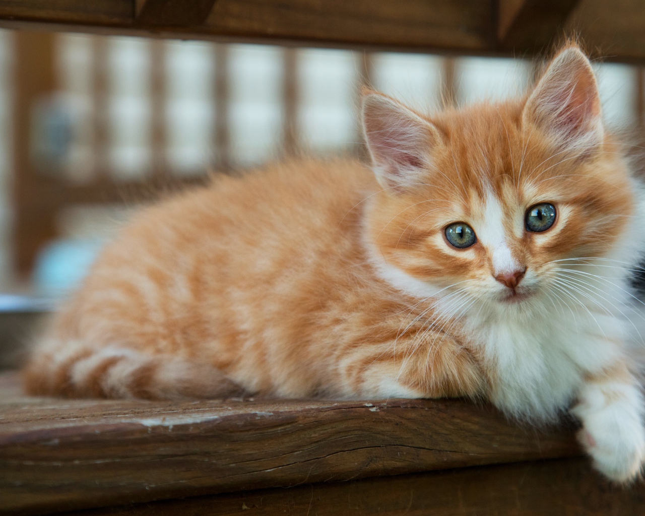 Маленький рыжий котенок с голубыми глазами лежит на лавке