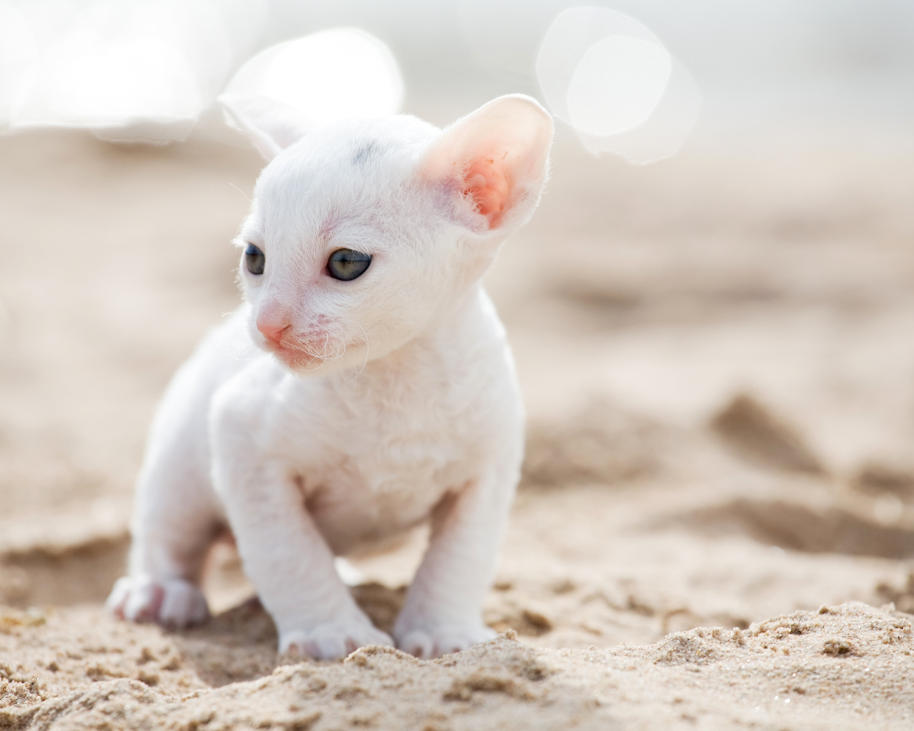 Маленький белый котенок Корниш-рекс на песке