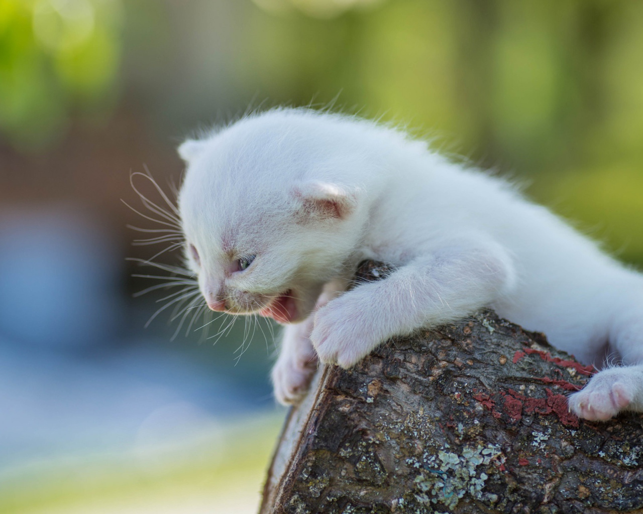 Маленький белый котенок кричит на дереве
