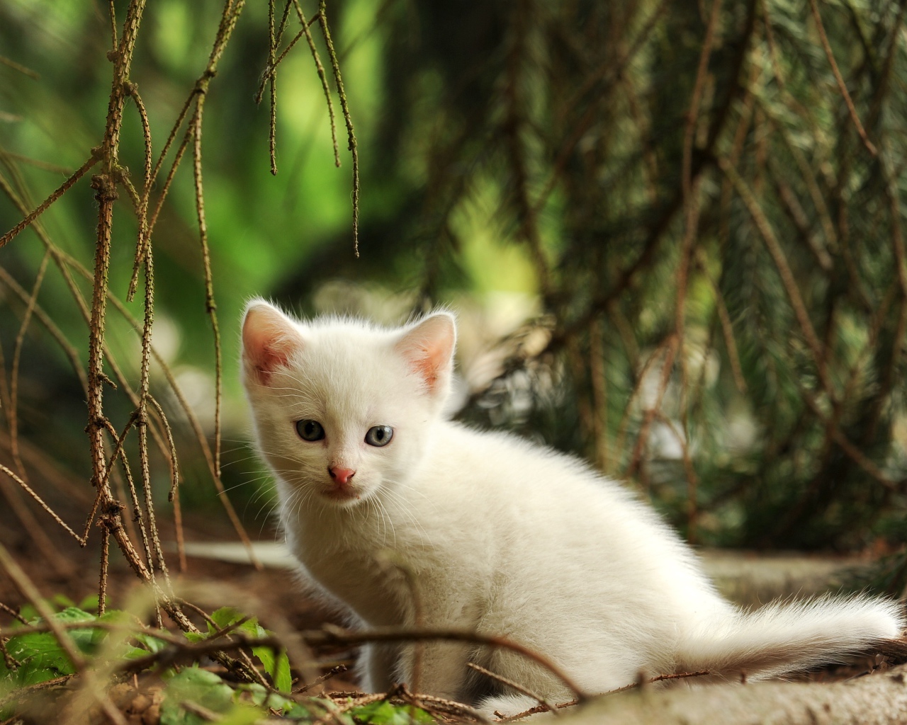 Маленький белый котенок сидит у еловой ветки 