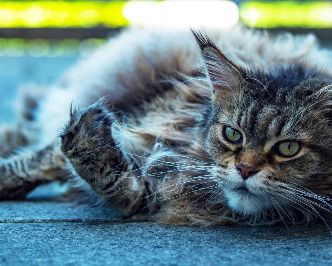 Старый серый кот породы мейн кун 