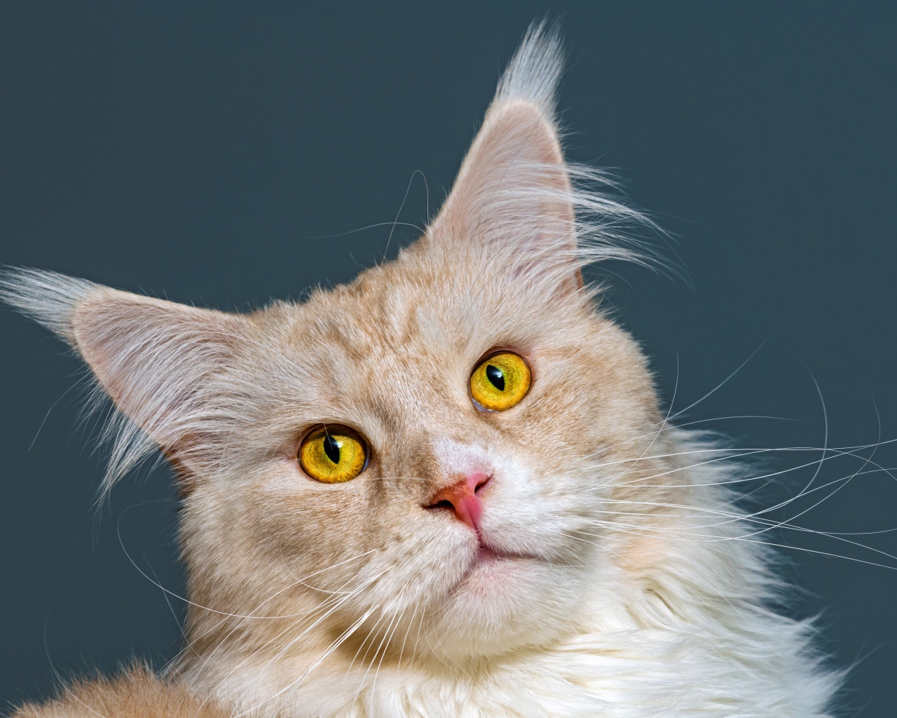 Морда рыжего кота породы мейн кун 