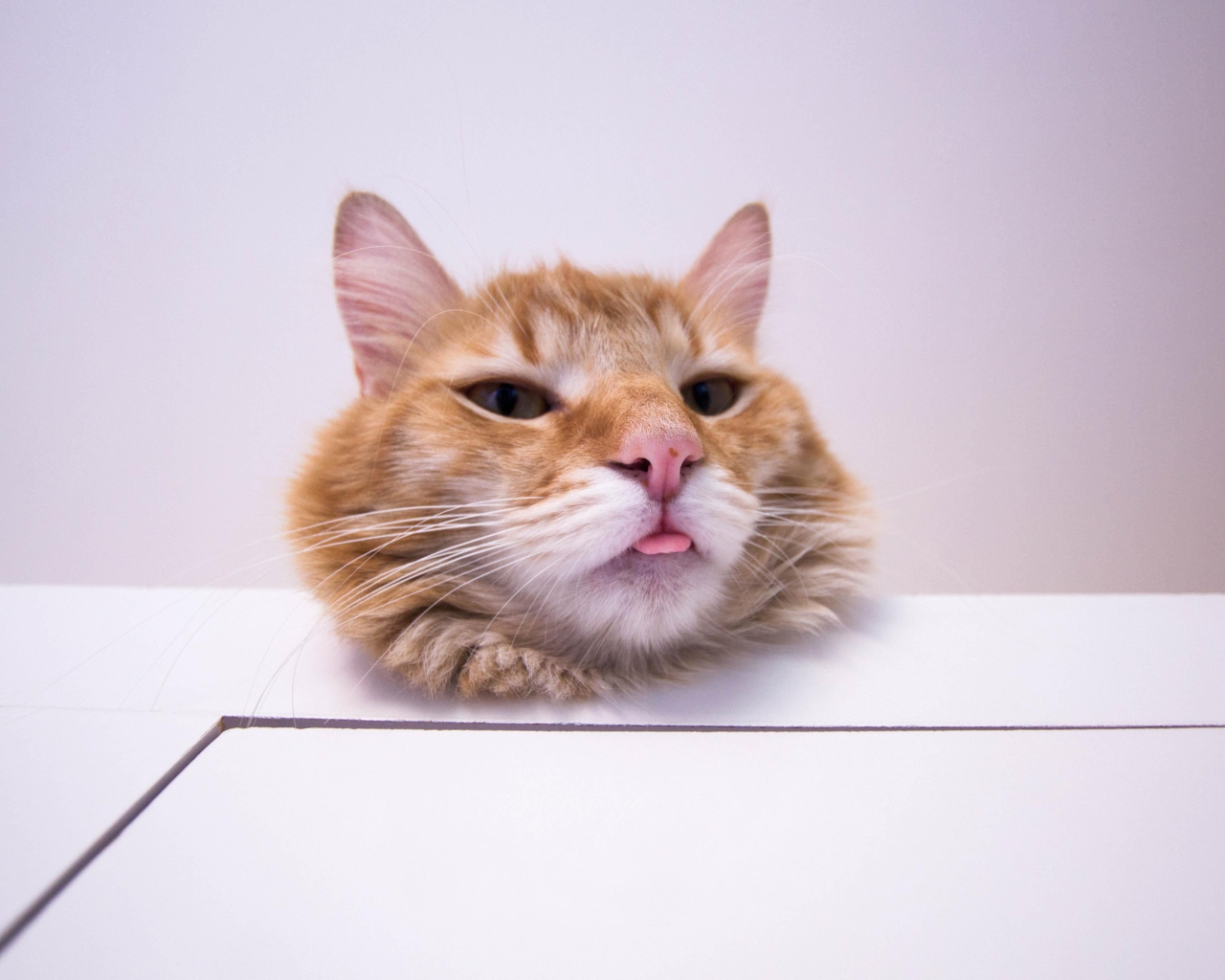 Морда довольного рыжего кота на белом столе
