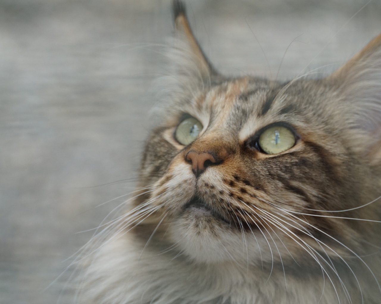 Морда красивого серого кота породы мейн кун